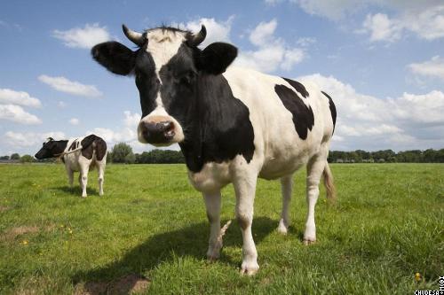 Лейкоз у коров - проблемы у фермеров